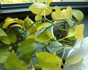 绿萝放在空调房间叶子发黄如何解决？