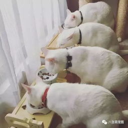 4只纯白猫,要不是有吊牌,估计不知道谁是谁了... 