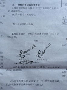 孟德尔的豌豆杂交实验一