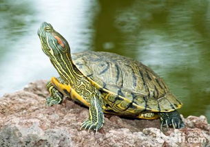 乌龟繁殖池怎么弄好看，巴西龟产卵缸怎么布置(巴西龟产蛋池怎么布置)