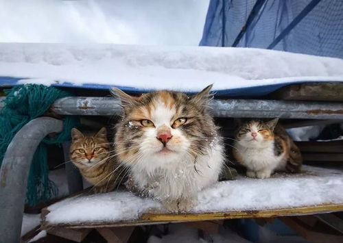 在严冬之中呈现猫咪的生命力,北海道摄影师镜头下的本地喵