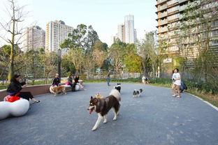 深圳首个宠物公园冲上热搜,画面太萌 游客 再远也要打车来