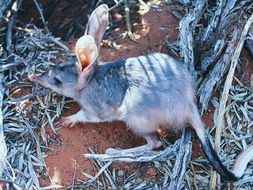 同问 请问这是澳大利亚兔子吗 