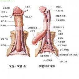 男人生殖器官能变大变小是不是肉构成的 