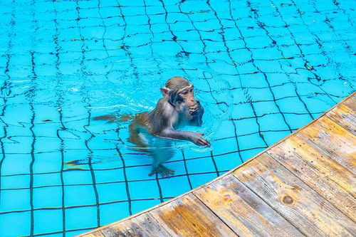 印度孟买的猴子占领了一个游泳池,他们泳池的视频在印度网上疯传
