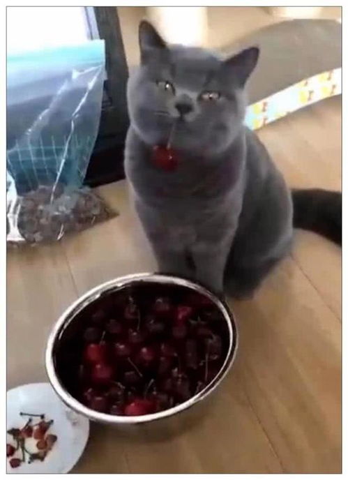 猫咪趁男子不在偷吃樱桃,下一秒悲剧发生了,主人看见后瞬间笑喷