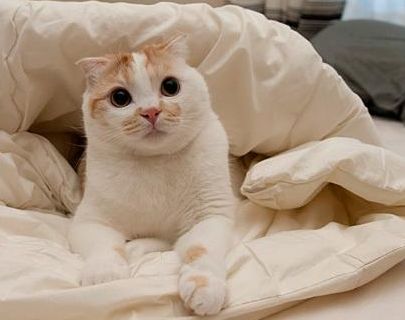 猫咪怕冷怎么办 被冻感冒了又该怎么办呢