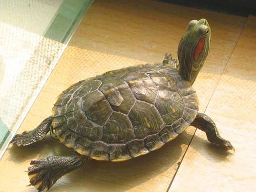 巴西龟在我国泛滥成灾,危害不输印度恒河鳖,我国吃货 能吃吗