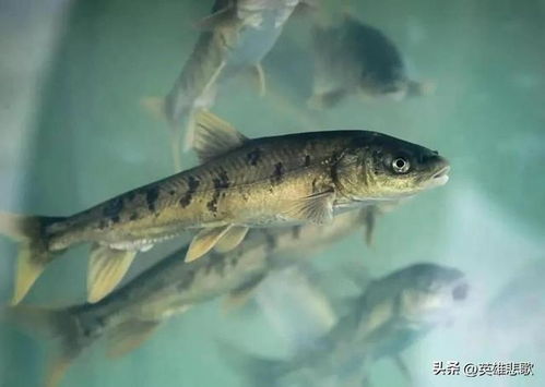 青海湖里的鱼有多大 能吃吗