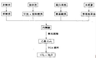 简述活性污泥的特征