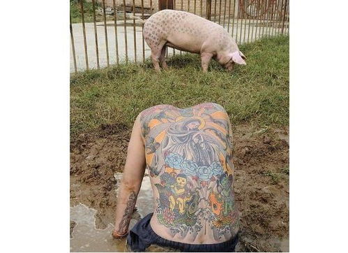 将人的纹身纹到猪的身上会发生什么事 商人们从这里看到了商机 