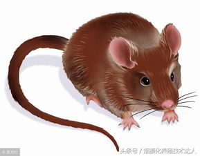 猪场灭鼠的学问 一对成年鼠一年后会有1.5万只后代 