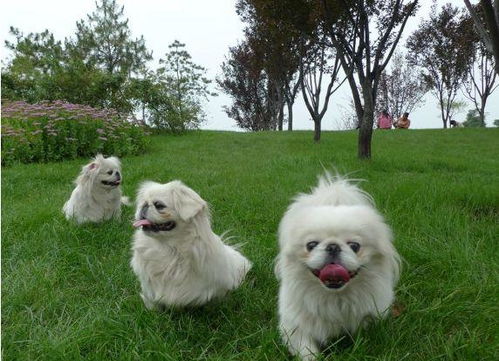 五种深受国人喜爱的中国宠物狗品种,你家有吗