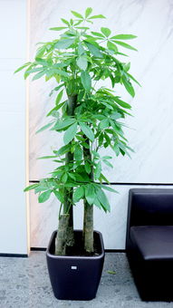 办公室放什么植物好养又风水好,办公室前台最适合放的植物有哪些？