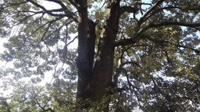 有学植物学的么 在做一个名木古树的调查,谁能告诉我这树的学名 目测冠幅东西多少米,南北多少米 树龄大概多少年 