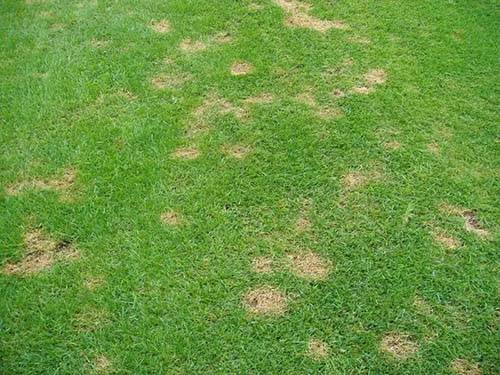 草坪夏季养护和病虫害防治草坪褐斑病腐霉枯萎病锈病防治