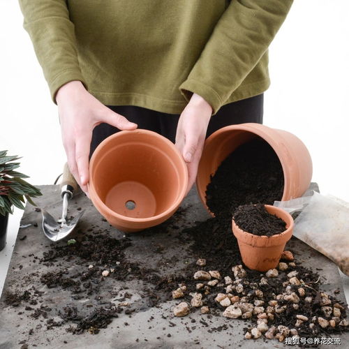红陶盆适合种什么植物,陶瓷花盘适合种什么花？