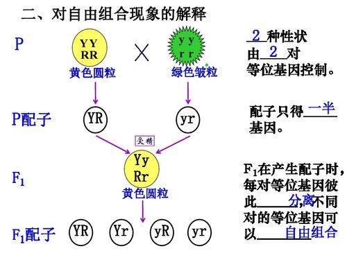 自由组合定律下载 生物 