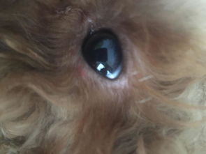 狗狗眼睛边上长了几个小红疙瘩是怎么了 