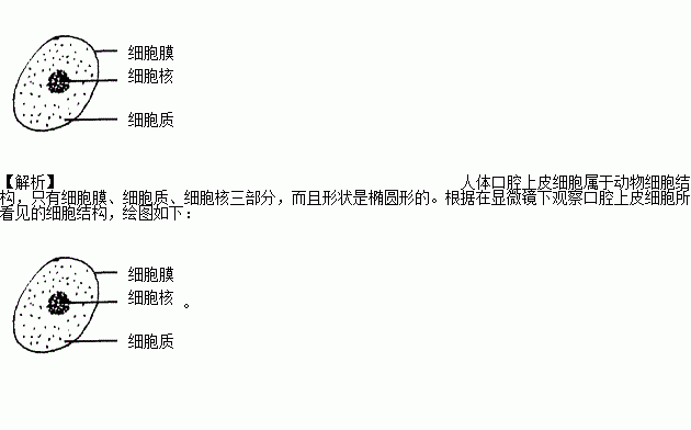 请根据你在显微镜下观察 人口腔上皮细胞 所看见的细胞结构.用铅笔在相应方框中画出一个该细胞的结构简图.并标注出细胞各结构的名称. 题目和参考答案 青夏教育精英家教网 