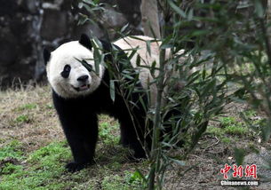 海归大熊猫 宝宝 入住新家并与公众见面