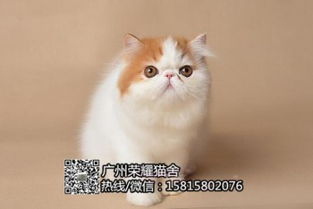 广州哪里有卖蓝猫宠物猫 