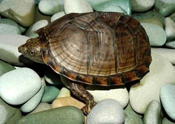 求教那些蛋龟可以自然冬眠不需要加热过冬？