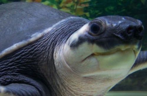 猪鼻龟的寿命是几年 