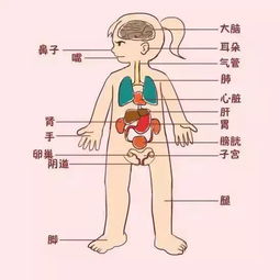 身体部位名称 图片搜索