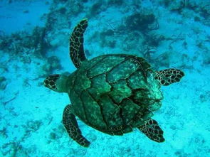 鹰嘴龟猪鼻龟玳瑁海龟可以养吗？