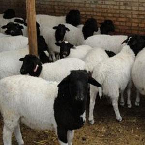 杜泊绵羊养殖基地 杜泊绵羊养殖 杜泊绵羊品种 