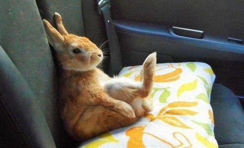 兔兔踩枕头看风景,无奈脖子不争气,兔脸委屈的瘫车里萌炸了
