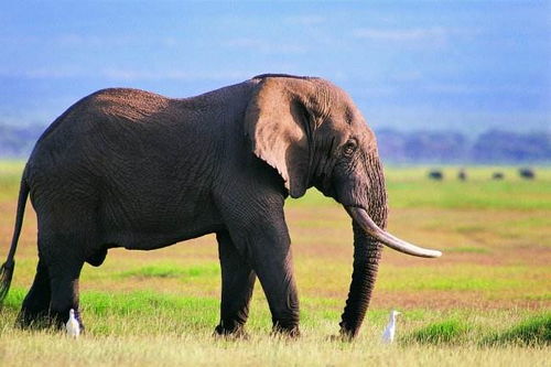 大象始祖像兔子一样大,还进化出了蹄兔和海牛,这都是怎么进化的