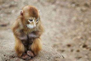 杂交 猫猴 ,到底是娇小可爱还是诡异骇人