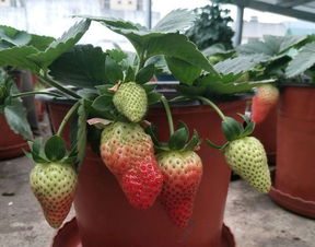 草莓上市季节,什么时候的草莓最好？