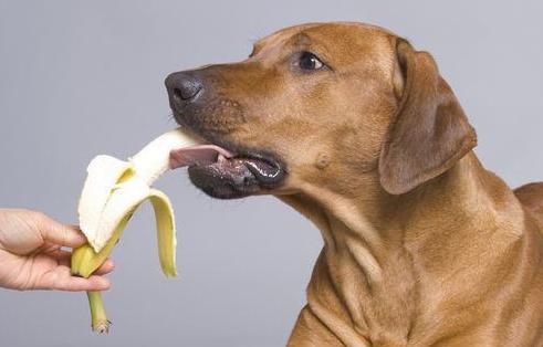 这6种水果还是不要给狗狗吃,不利于它们的健康