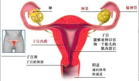 吕进峰 造成输卵管堵塞的常见原因竟然是这些 会影响怀孕吗