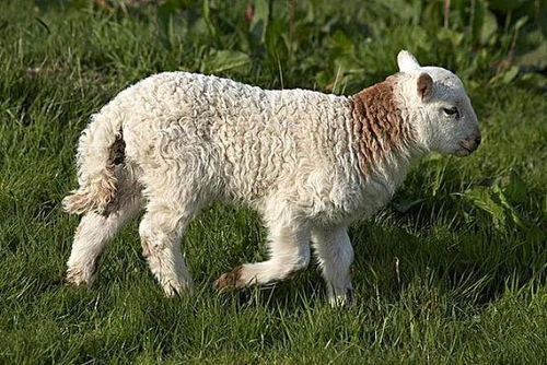 新生羊羔怎样喂养 羔羊的饲养管理,这几个方面一定要注意
