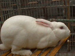 河北邢台哪里有收购獭兔的 求购优质獭兔种兔