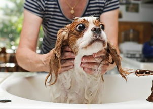 狗狗不喜欢洗澡怎么办 这六个方法,可以让它接受自己被丢进浴缸