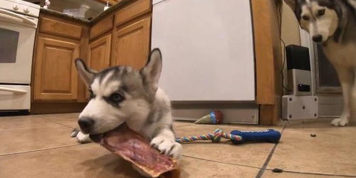 狗为什么喜欢啃咬东西 而且长大了还改不了这个习惯
