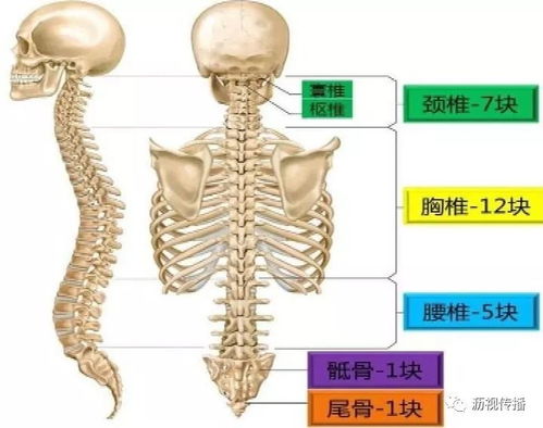 健康大沥 脊柱健康知多少 让我们从日常生活做起