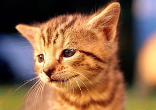 橘猫呕吐不舒服整天睡觉,橘猫吐白沫是怎么回事