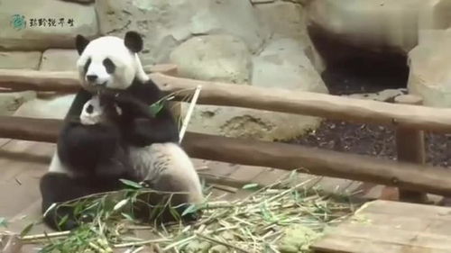 大熊猫 熊猫卷卷真可爱,熊猫妈妈叼着熊孩子拖着走 