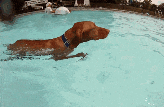 为什么很多动物天生会游泳 比如 猪 人却还要学游泳