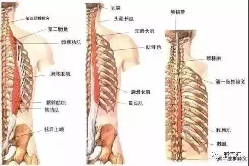 超清图解,腰椎间盘突出最全最有效的康复训练