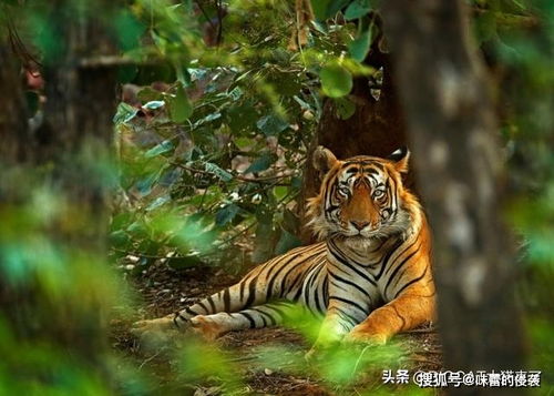 55岁男子进入森林采集叶片,提醒同伴小心老虎,自己却被老虎咬死