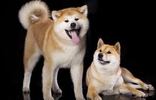 秋田犬和柴犬有什么不同,要怎么分辨