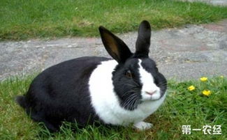 荷兰兔的饲养方法与注意事项