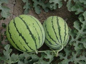 八月份还能种西瓜吗 8月份可以种露天西瓜吗